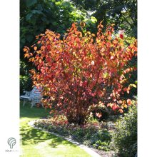 Szibériai fehér som virágzás