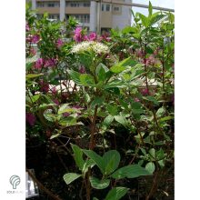 Szibériai fehér som virágzás