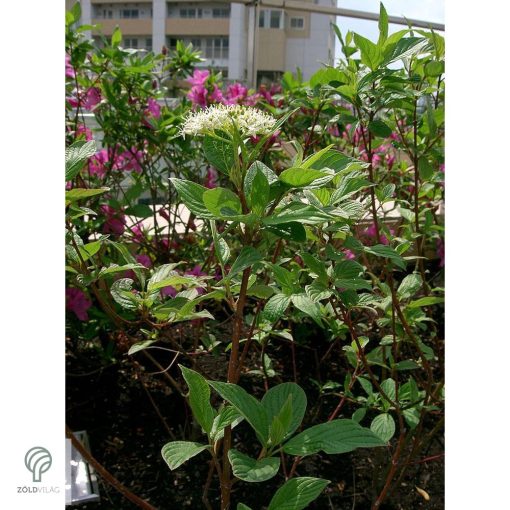 Szibériai fehér som virágzás