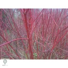 Szibériai fehér som virágzás