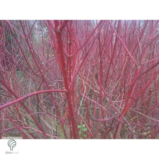 Szibériai fehér som virágzás