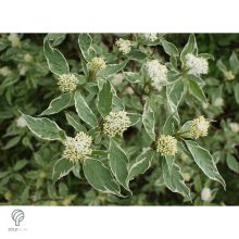 Tarkalevelű fehér som levél, virág