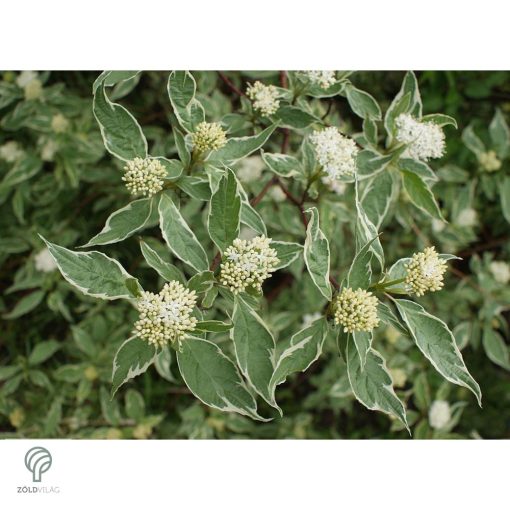 Tarkalevelű fehér som levél, virág