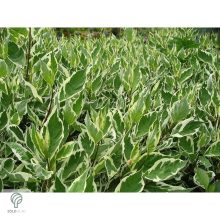 Tarkalevelű fehér som levél, virág