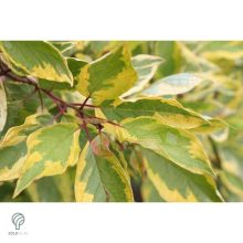 Sárgatarka fehér som levelek