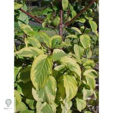 Sárgatarka fehér som levelek