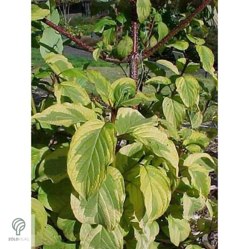 Sárgatarka fehér som levelek