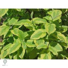 Sárgatarka fehér som levelek