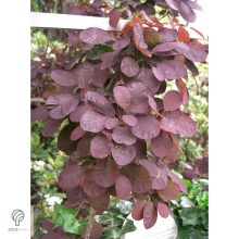 Bíbor cserszömörce / Cotinus coggygria 'Royal Purple'