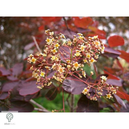 Bíbor cserszömörce / Cotinus coggygria 'Royal Purple'