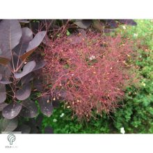 Bíbor cserszömörce / Cotinus coggygria 'Royal Purple'
