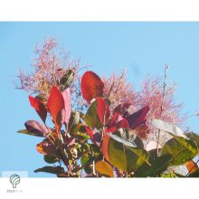 Bíbor cserszömörce / Cotinus coggygria 'Royal Purple'