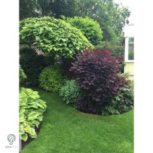 Bíbor cserszömörce / Cotinus coggygria 'Royal Purple'