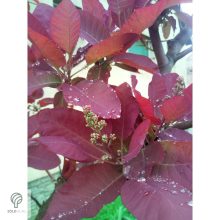 Bíbor cserszömörce / Cotinus coggygria 'Royal Purple'
