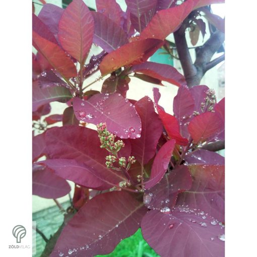 Bíbor cserszömörce / Cotinus coggygria 'Royal Purple'