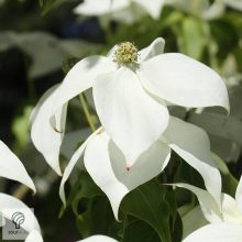 Kínai csillagsom virág