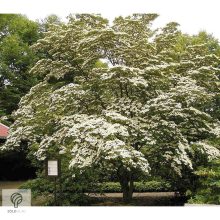 Kínai csillagsom virág