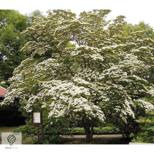 Kínai csillagsom virág