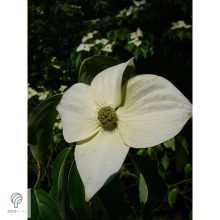 Kínai csillagsom virág