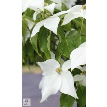 Kínai csillagsom virág