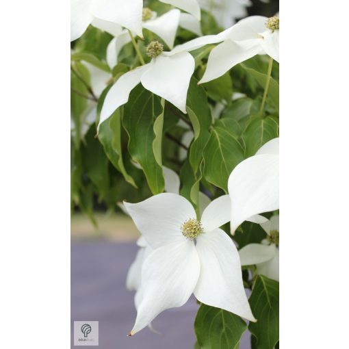 Kínai csillagsom virág