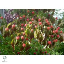 Kínai csillagsom virág