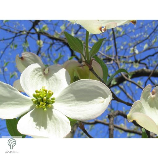 Kínai csillagsom virág