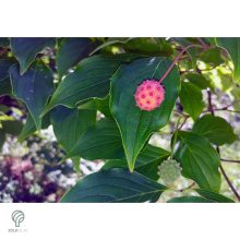 Kínai csillagsom virág