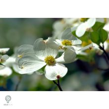 Kínai csillagsom virág