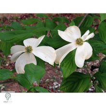 Kínai csillagsom virág