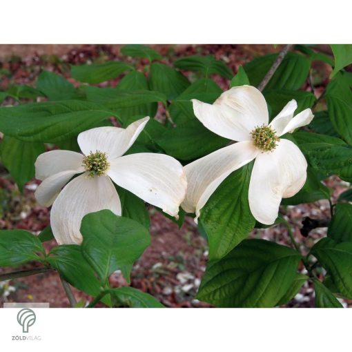 Kínai csillagsom virág