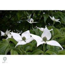 Kínai csillagsom virág