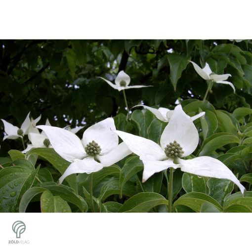 Kínai csillagsom virág