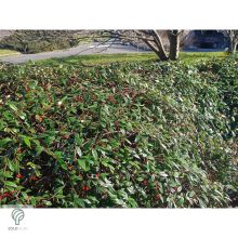 Herbstfeuer fűzlevelű madárbirs virágzás