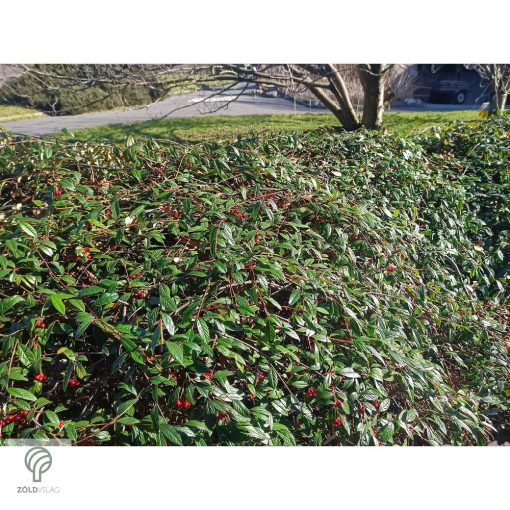 Herbstfeuer fűzlevelű madárbirs virágzás