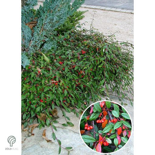 Herbstfeuer fűzlevelű madárbirs virágzás