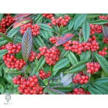 Herbstfeuer fűzlevelű madárbirs virágzás