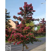 Pirosvirágú díszgalagonya virágzó ág