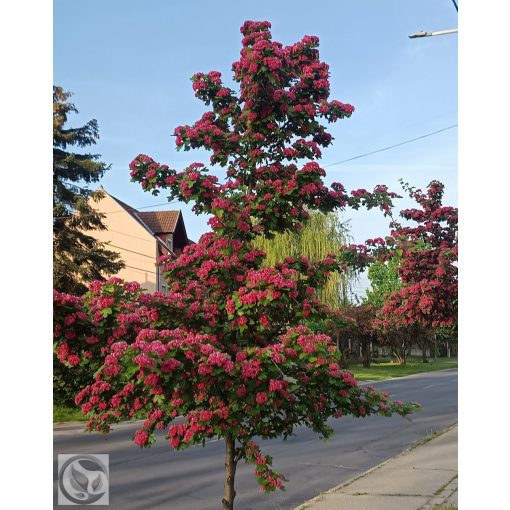 Pirosvirágú díszgalagonya virágzó ág