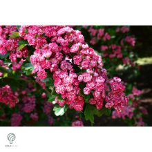 Pirosvirágú díszgalagonya virágzó ág