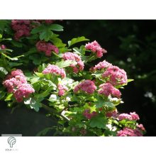 Pirosvirágú díszgalagonya virágzó ág