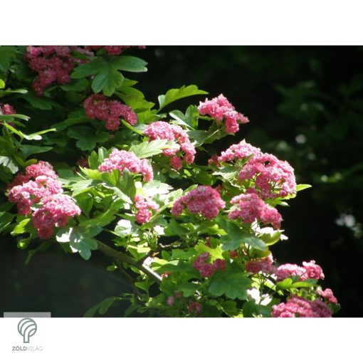 Pirosvirágú díszgalagonya virágzó ág