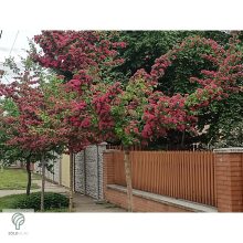 Pirosvirágú díszgalagonya virágzó ág