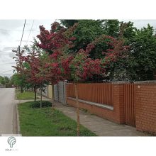 Pirosvirágú díszgalagonya virágzó ág