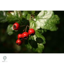 Pirosvirágú díszgalagonya virágzó ág