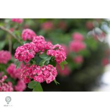 Pirosvirágú díszgalagonya virágzó ág