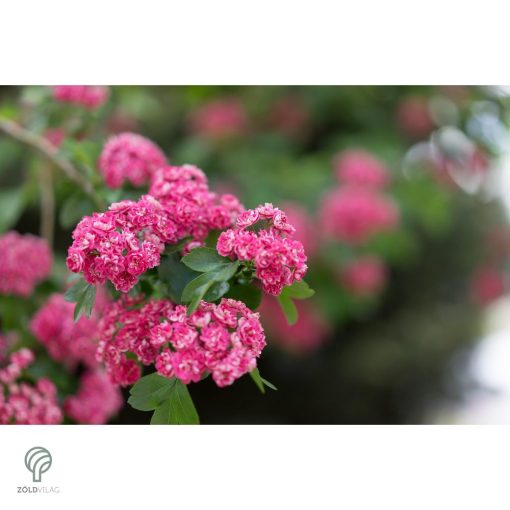 Pirosvirágú díszgalagonya virágzó ág