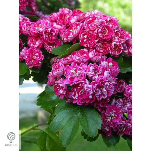 Pirosvirágú díszgalagonya virágzó ág