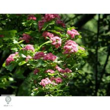 Pirosvirágú díszgalagonya virágzó ág