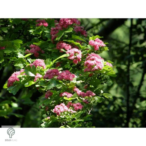 Pirosvirágú díszgalagonya virágzó ág